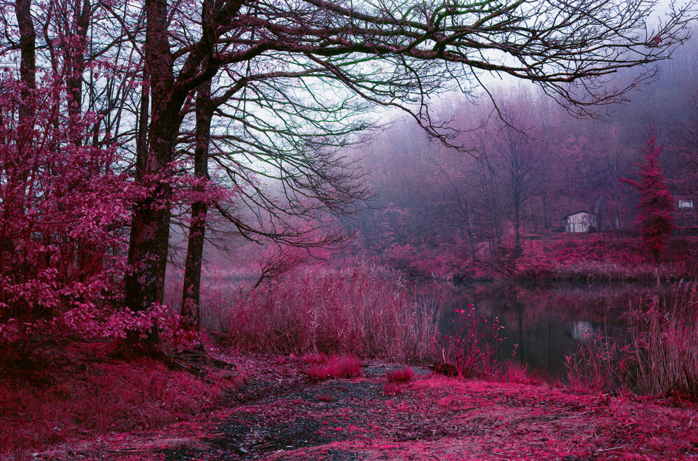 Fog Fog