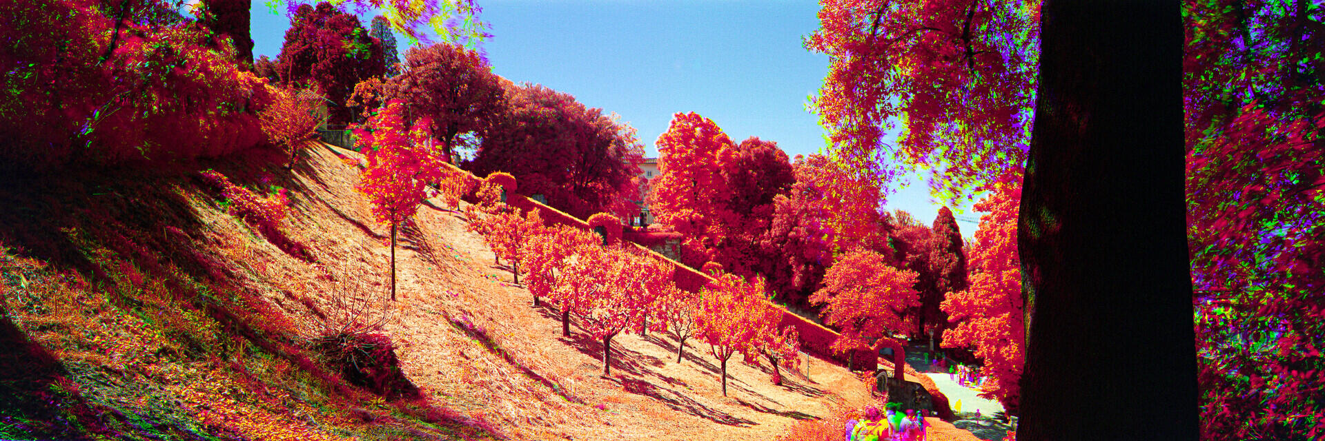 Tree Path Tree Path